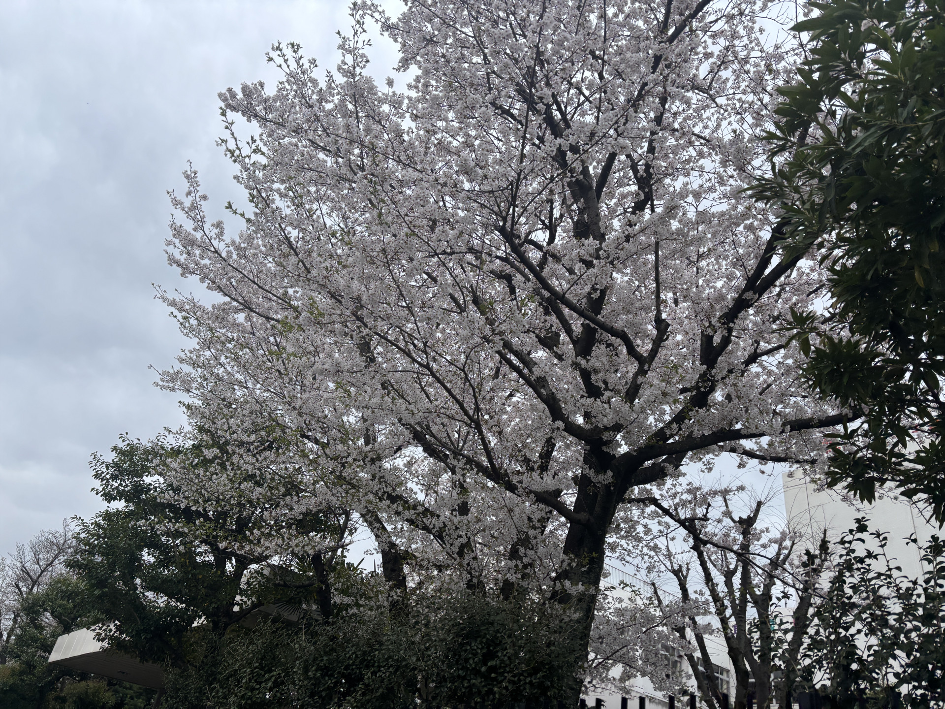 桜４.7 